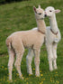 Cute Baby Llamas - Paint by Diamonds